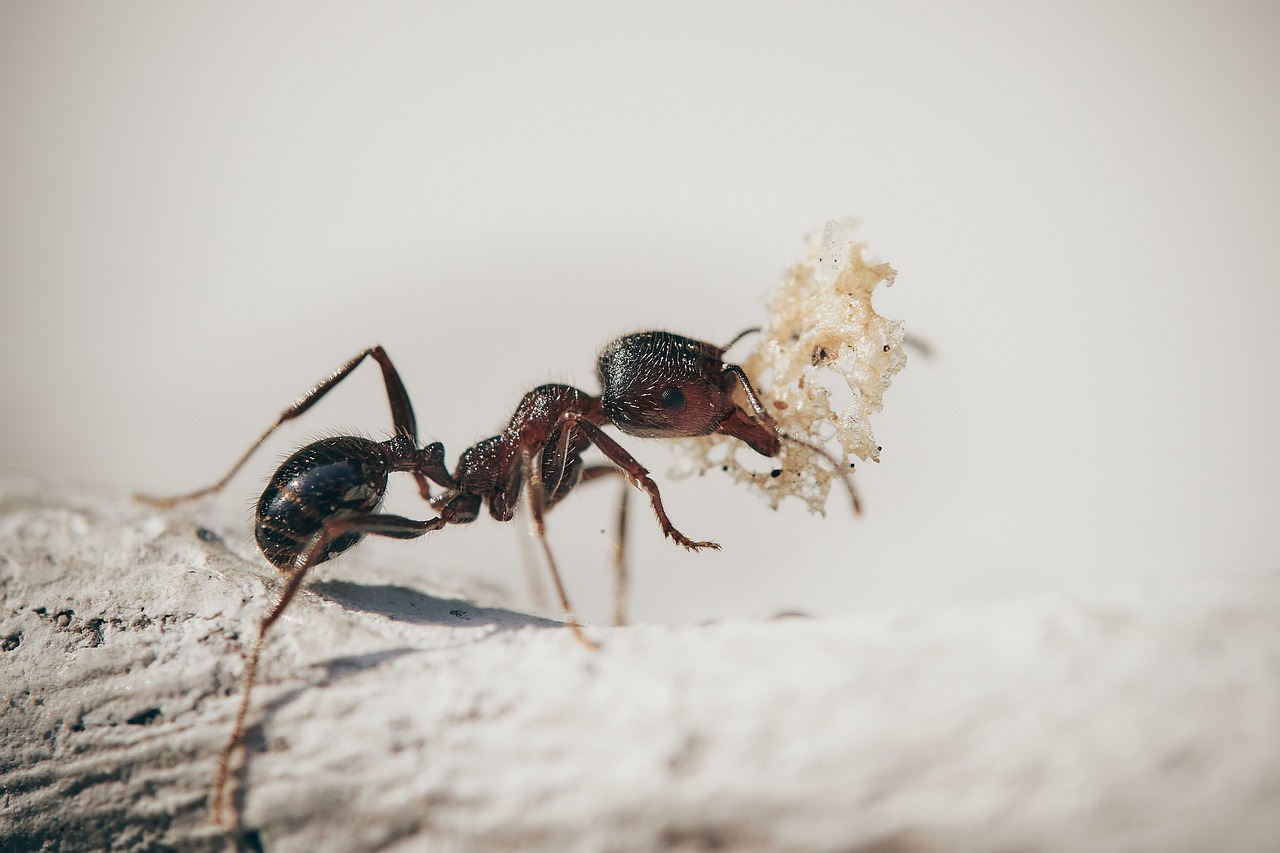 Quanto tempo vive uma formiga