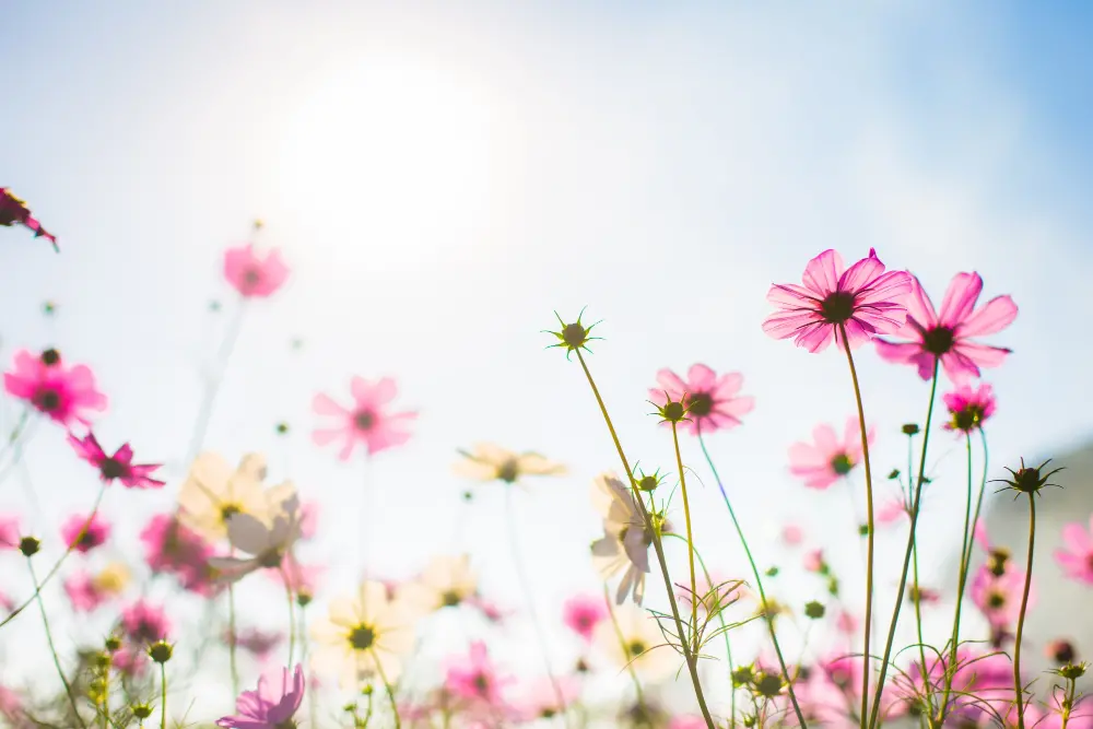 Como Criar um Jardim com Flores de Cores Vibrantes